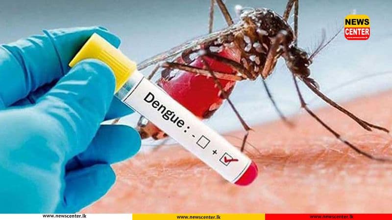 ඩෙංගු අවදානම ඉහළට 